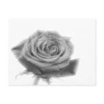 Silver Rose Flower postcards