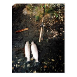 Silver Salmon or Coho Salmon Catch Post Card