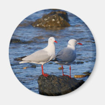 Silver Seagulls Refrigerator Magnets