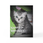 Silver spotted - Kitten Birthday Card