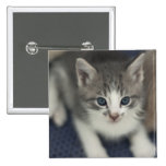 Silver Tabby Button