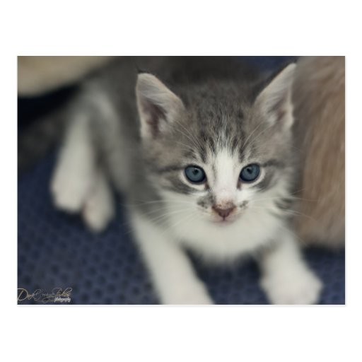 Silver Tabby Kitten Postcard