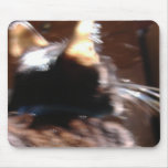 Silver Whiskers mousepads