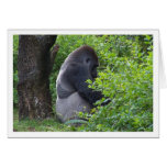 Silverback cards