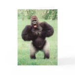 Silverback Gorilla Beating Chest cards