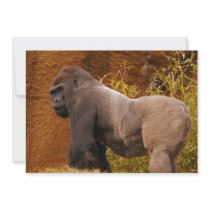 Silverback Gorilla Photo Invitation
