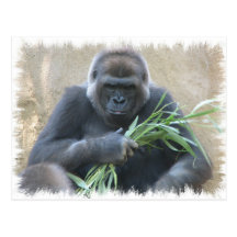 Silverback Gorilla Postcard