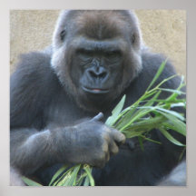 Silverback Gorilla Poster Print