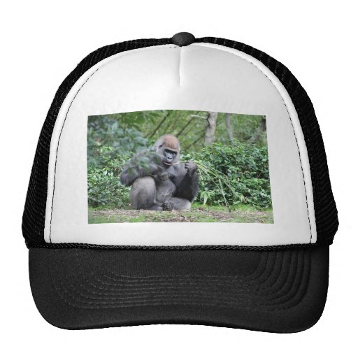 silverback gorillas trucker hat Zazzle