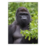 Silverback Lowland Gorilla, Gorilla gorilla, cards