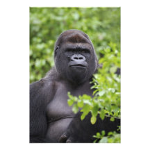 Silverback Lowland Gorilla, Gorilla gorilla, Art Photo