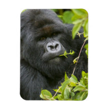 Silverback Mountain Gorilla Flexible Magnets