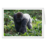 Silverback on the Move cards