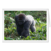 Silverback on the Move Cards