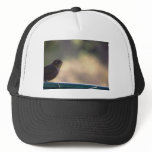 Silvereye hats