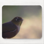 Silvereye mousepads