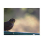 Silvereye postcards