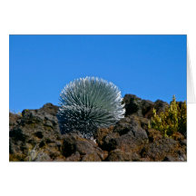 Silversword at Haleakala National Park, Maui Greeting Card