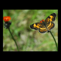 SILVERY CHECKERSPOT4 posters