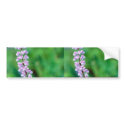 Silvery Lupine bumper stickers