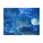 Silvery Tropical Fish Postcard