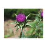 Silybum marianum post card