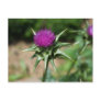Silybum marianum post card