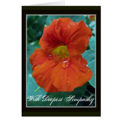 Simpathy flower with tear greeting cards by patrickrp