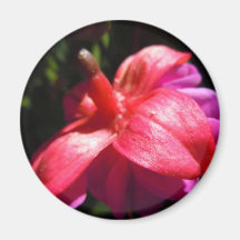 Simple fuschia magnets