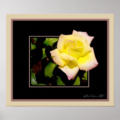 Simple rose posters by callalilybeauty
