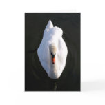 Simplicity Swan Greeting Card