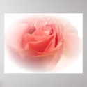 Simply a Rose posters