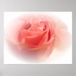 Simply a Rose posters
