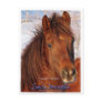 Simply Irresistible Rescue Horse Burrito Postcards