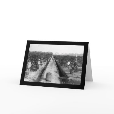 Singapore Coffee Plantation 1898 Greeting Card by lc_vintagephotos