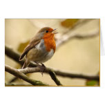 Singing Robin cards
