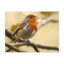 Singing Robin Postcards