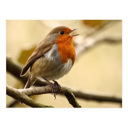 Singing Robin Postcards