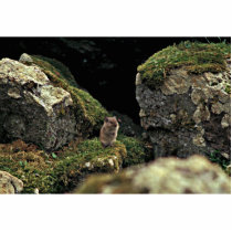 Singing Vole, Hall Island Photo Cut Outs