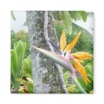 Single Bird of Paradise magnet
