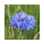 Single Blue Cornflower in green English Meadow