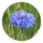 Single Blue Cornflower in green English Meadow Stickers