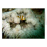 Single Clown over Beaded Anemonie cards