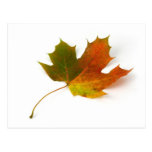 Single Coloured Maple Leaf On White Background Post Card