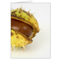 Single Conker On White Background cards