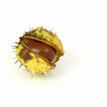 Single Conker On White Background Photo Cut Outs