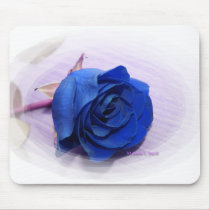 Single Dark Blue Rose, pale background