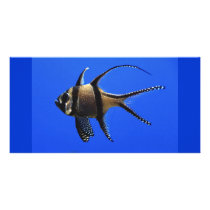 single-fish-in-aquarium picture card