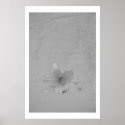 Single Flower posters