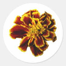 Single French Marigold Round Sticker